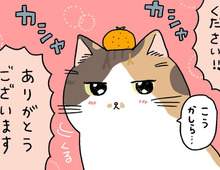 ミー子、めちゃくちゃ甘やかされる。【てらねこミー子の日常】