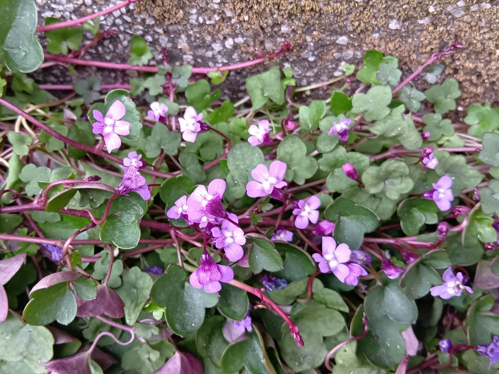 「2月極寒の中の道端の雑草」やたら可愛い紫色の花が咲く雑草「ヒメウンランカズラ」とは？