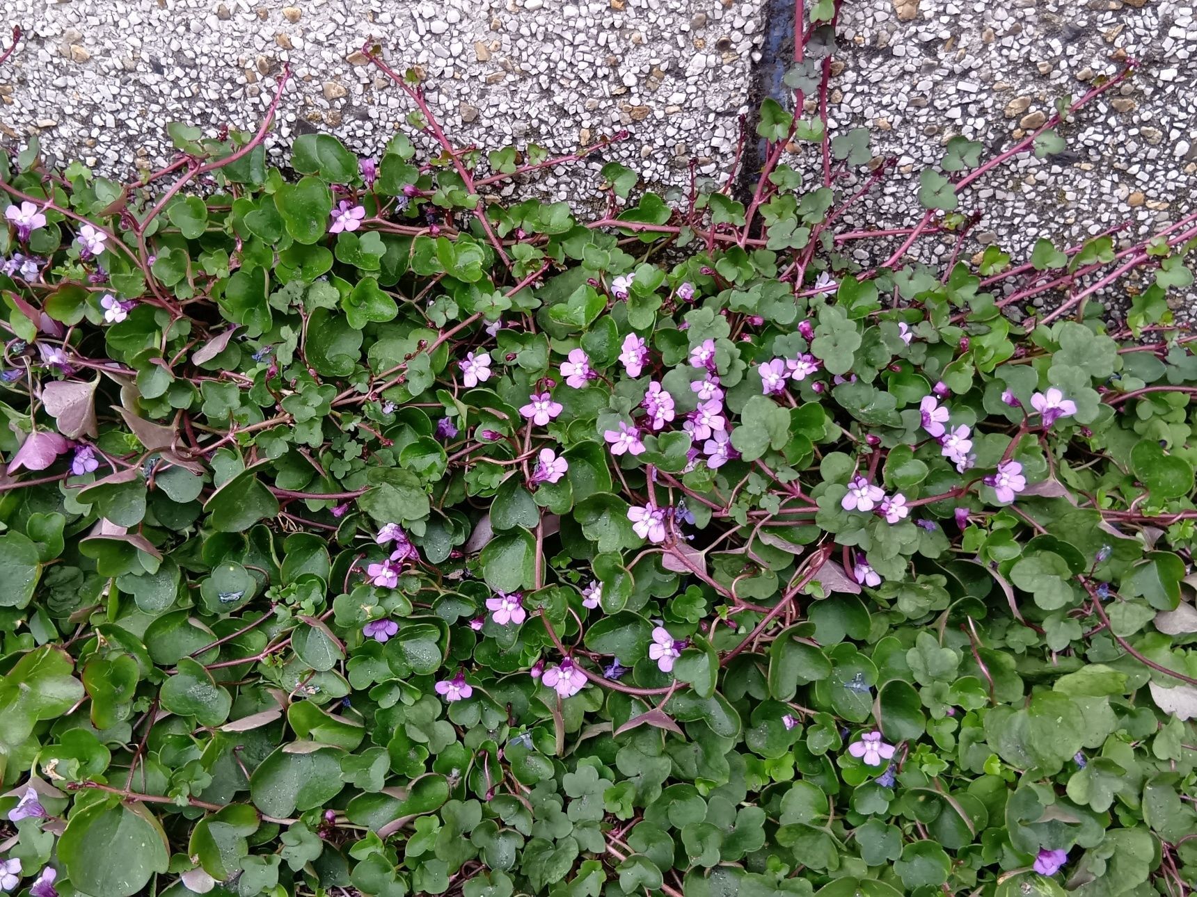 この植物は「ヒメウンランカズラ（姫海蘭葛）」です。別名「小型ウンランカズラ」。