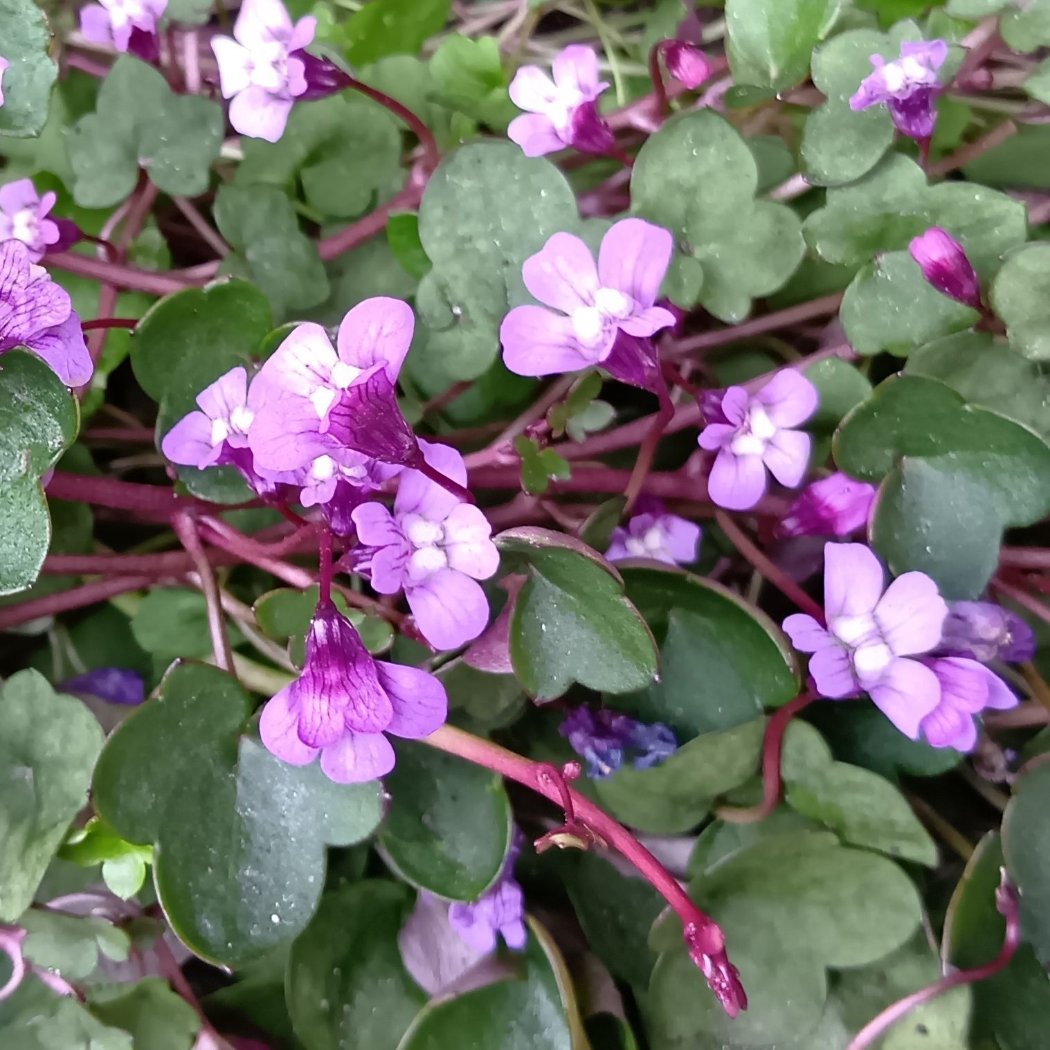 増殖力が強く、厳しい環境でも花を咲かせるその姿には、自然の力強さを感じさせられますね。