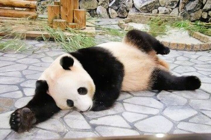 人気施設の看板パンダ→「独特すぎる寝姿」14選。「コレはたぶん寝てないw」「中身ゼッタイ人間だよね!」