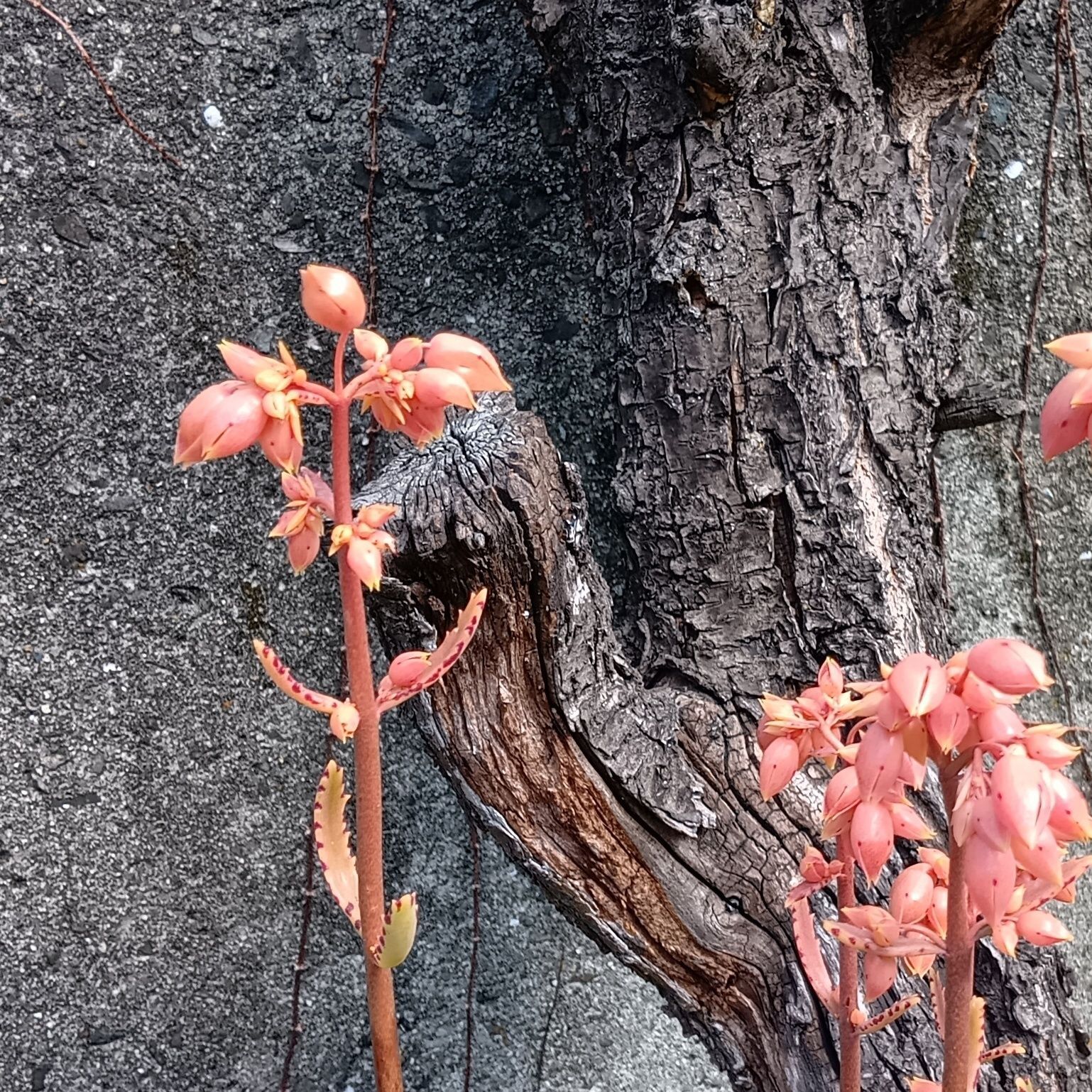 開花期は11月～6月。茎頂から長い花柄を出して花序を伸ばし、蕾をつけ、花を咲かせるようです。