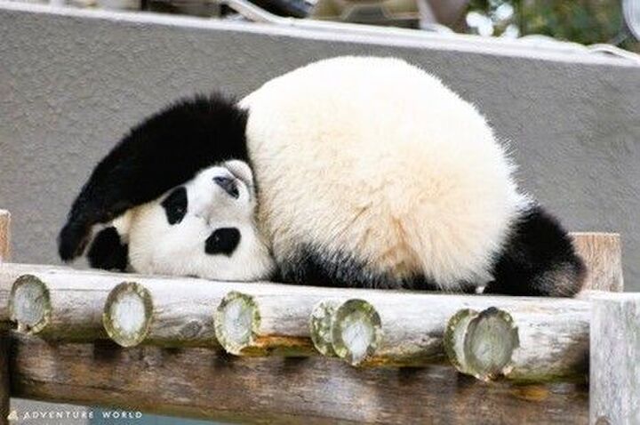 人気施設の末っ子パンダ→「あざとすぎる寝姿」11選。「そのポーズは…(笑)」「モフモフに埋もれたい!」