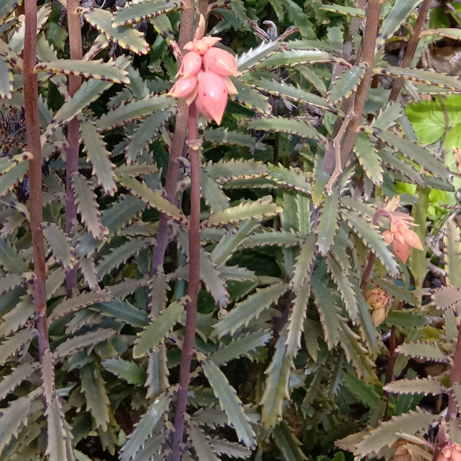 この植物は「フシチョウニシキ（不死鳥錦）」です。別名「ゴクラクチョウニシキ（極楽鳥錦）」