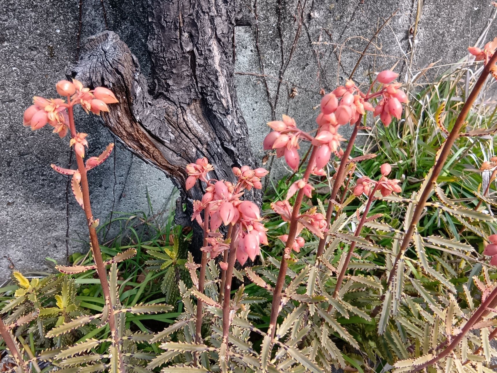 こちらは、雑草として育った、大きな株です。