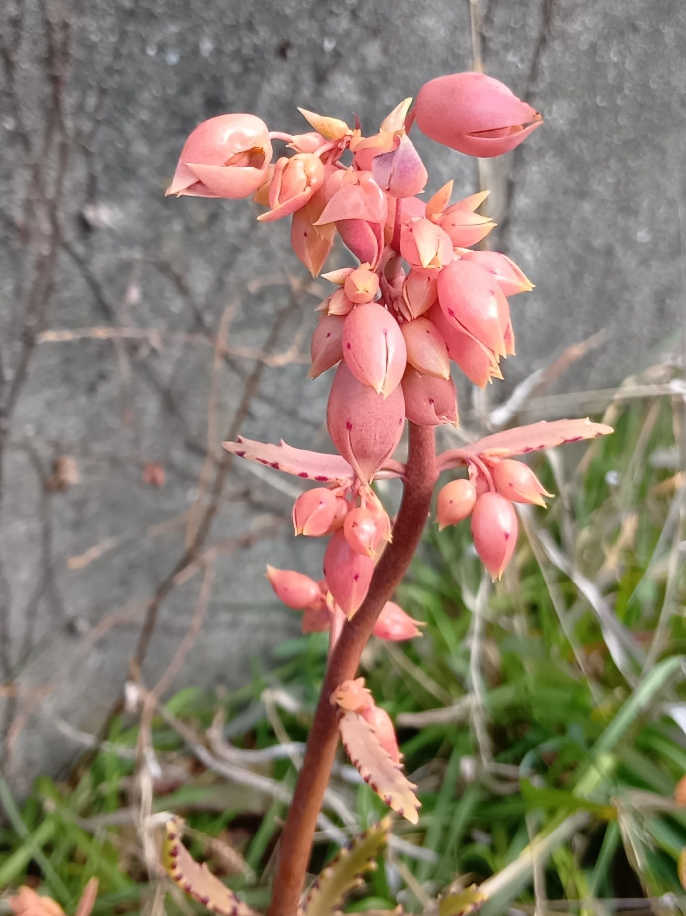 増殖する特徴があるためか、カランコエ・不死鳥の花言葉は「子孫繁栄」です