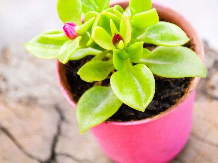 3月3日(月)はひな祭りの日。「1年の健康」のために、大人が絶対にやったほうがいいことは?