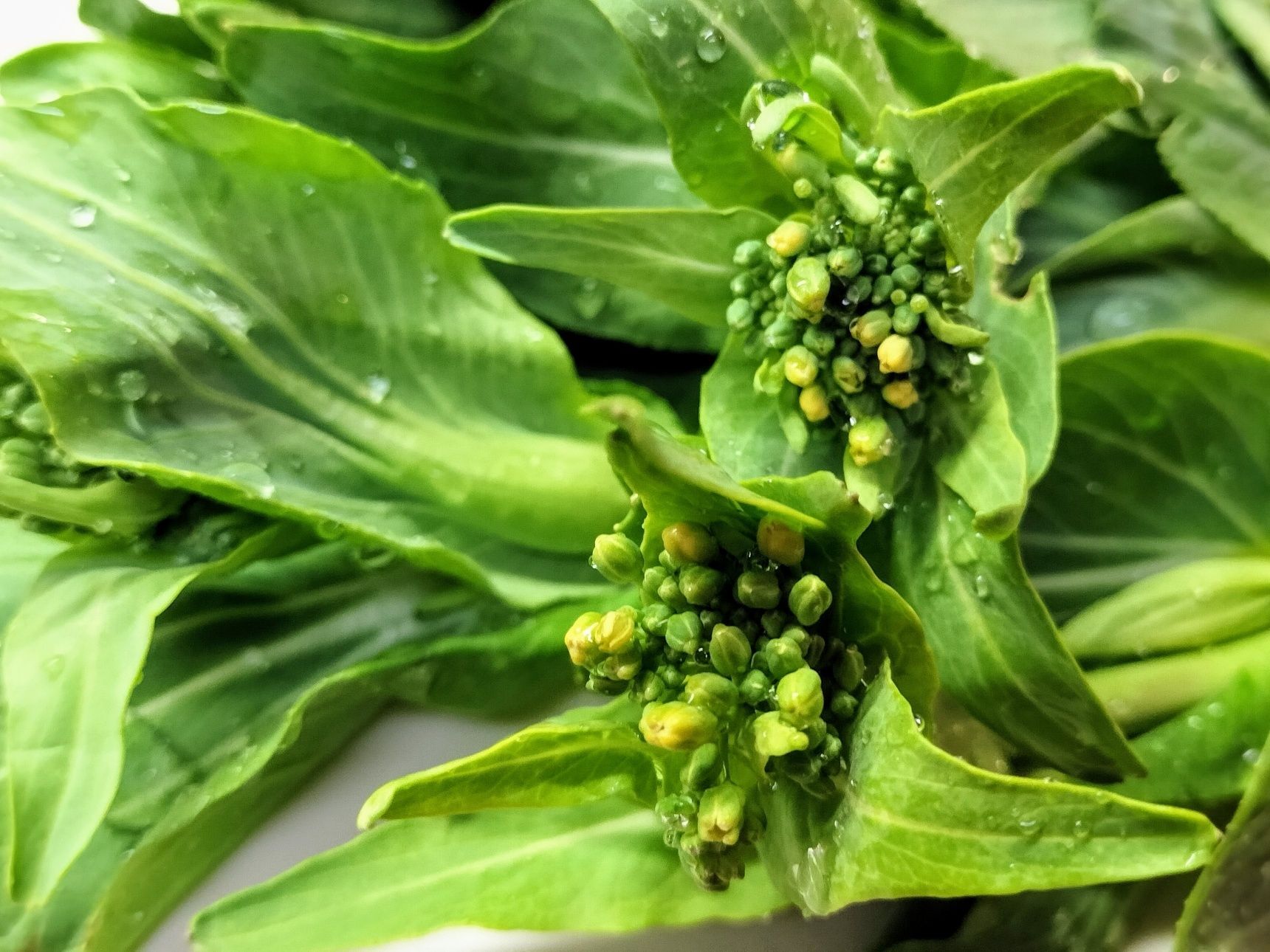 チンゲン菜の菜花！チンゲン菜なので中華風のピリ辛甘酢ダレが合う〜！