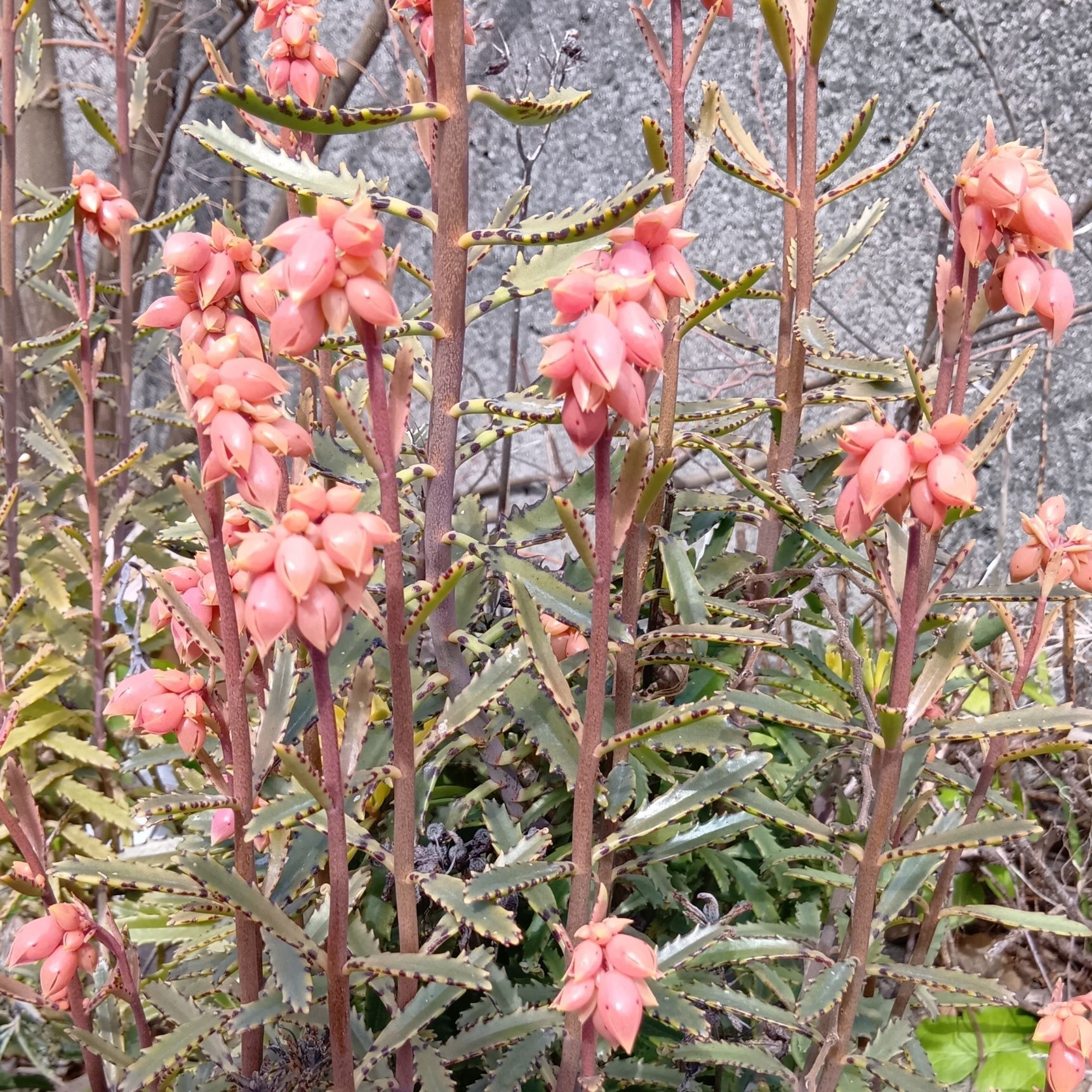 この植物は「フシチョウニシキ（不死鳥錦）」です。別名「ゴクラクチョウニシキ（極楽鳥錦）」