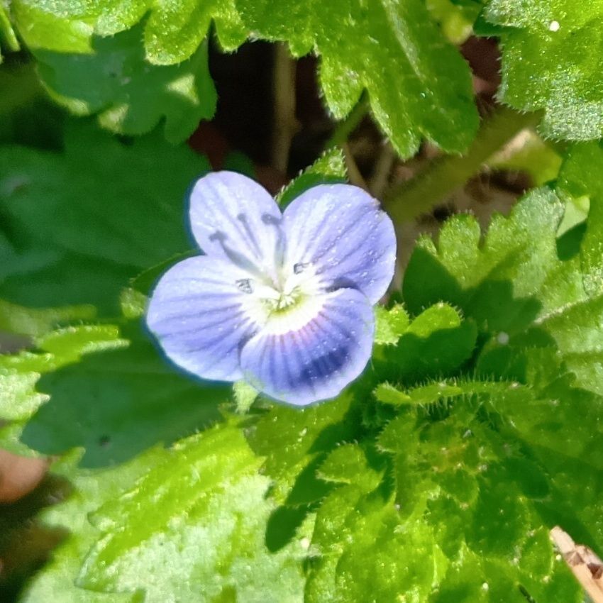 オオイヌノフグリの花言葉は「忠実」「信頼」「清らか」