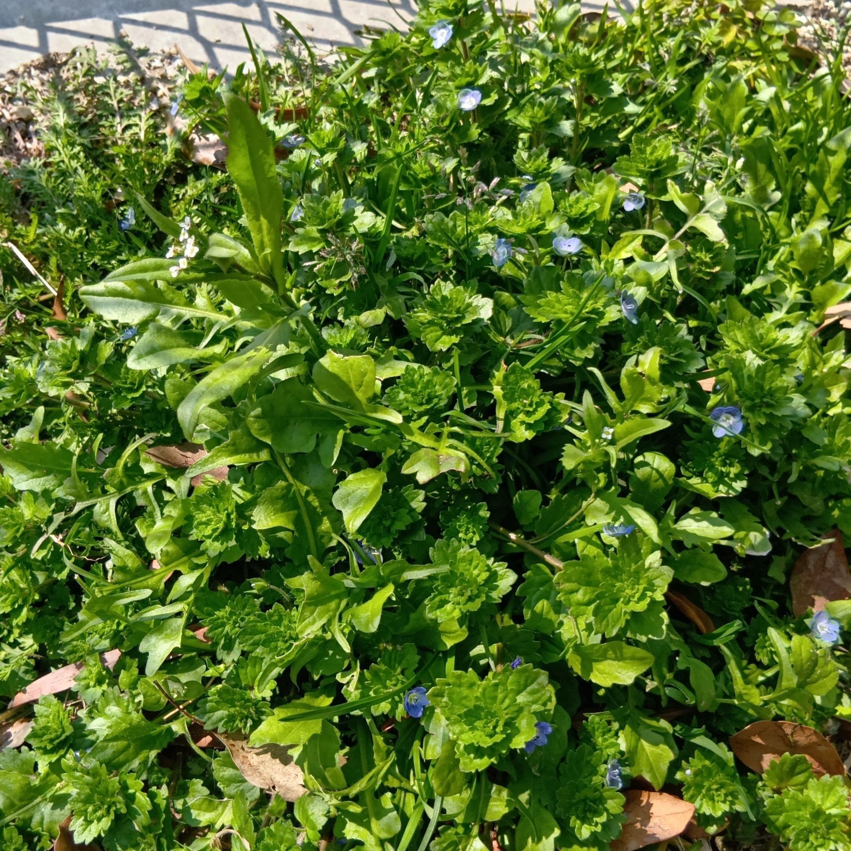 この花には別名として「瑠璃唐草（るりからくさ）」や「星の瞳」があります。また、英名では「キャッツ・アイ（猫の瞳）」とも呼ばれ、その美しい青色の花が猫の瞳のように見えることから名付けられました。