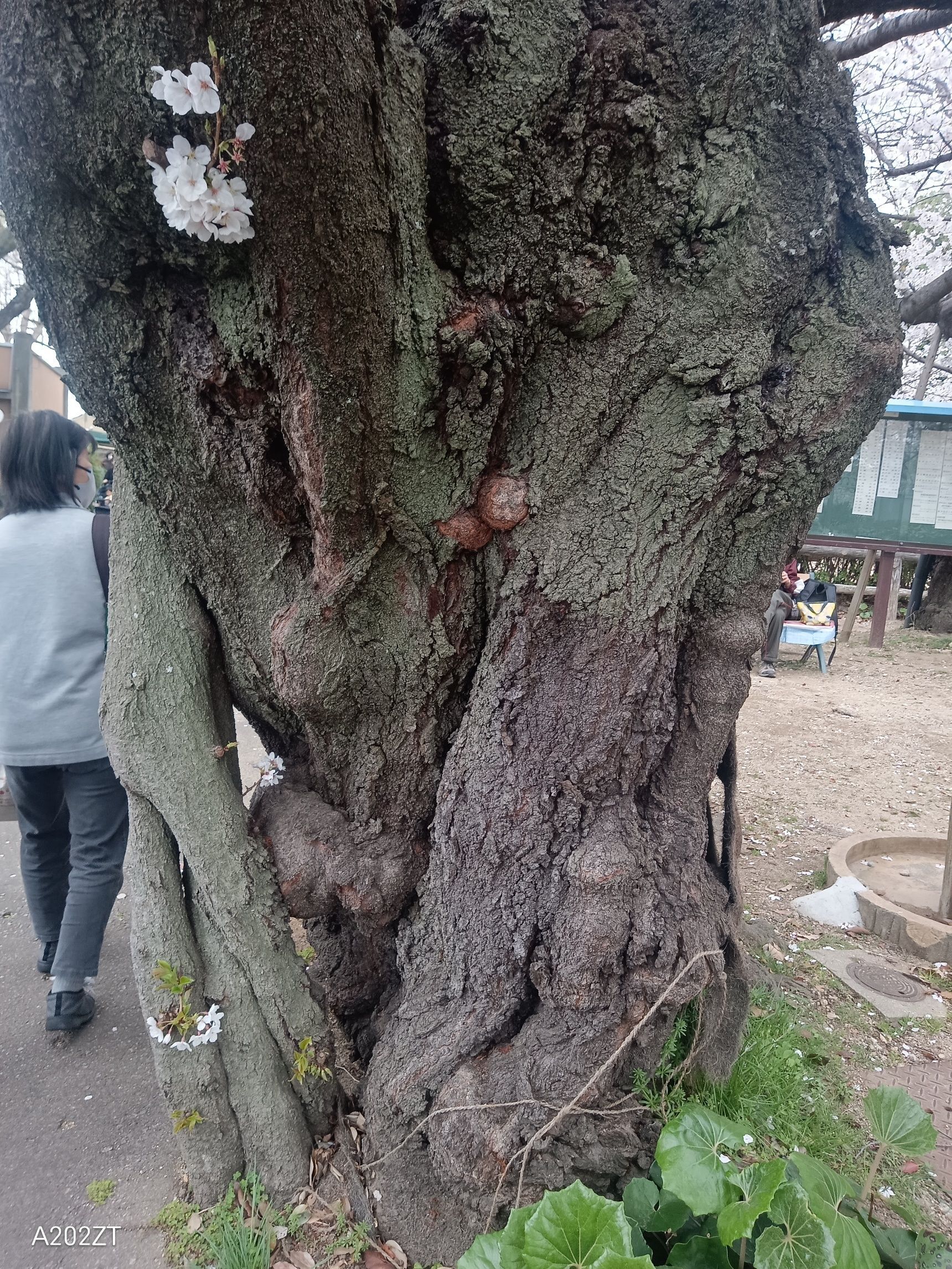 王子動物園の入口の「老巨木」