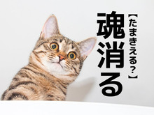 【魂消る】なんて読む？「たまきえる…？」ではありませんよ！アッと驚く答えです【漢字クイズ】