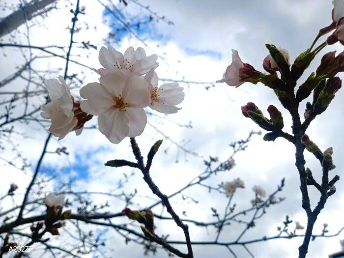 2025 桜紀行 ㏌ 神戸