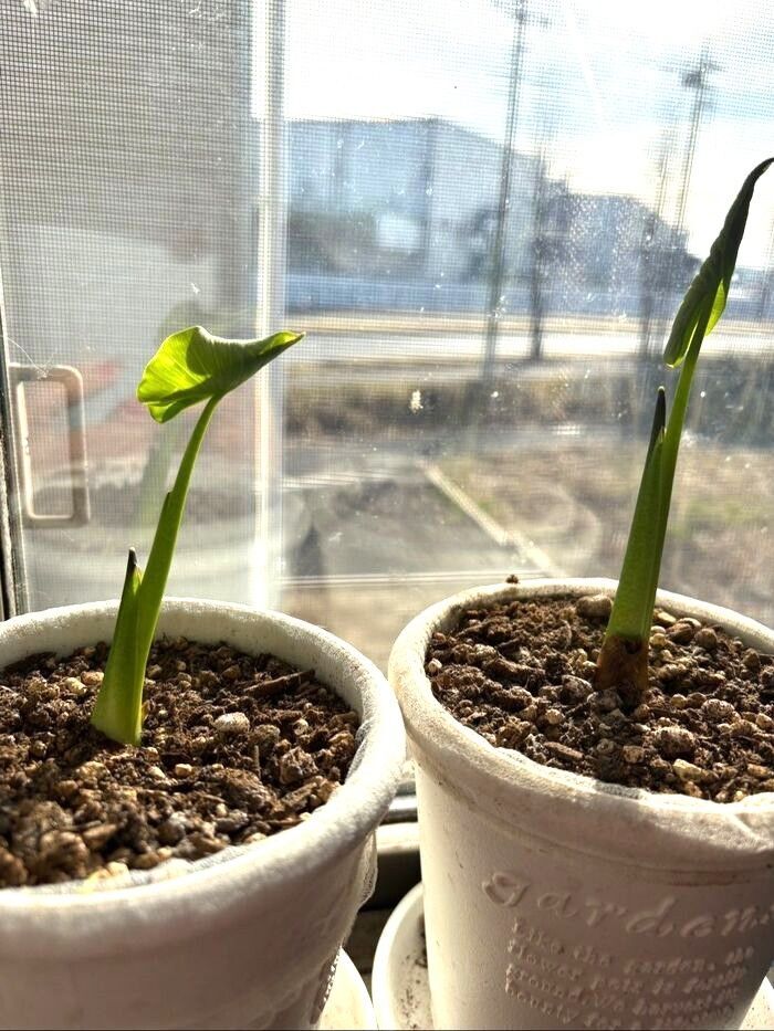 あれからの里芋！