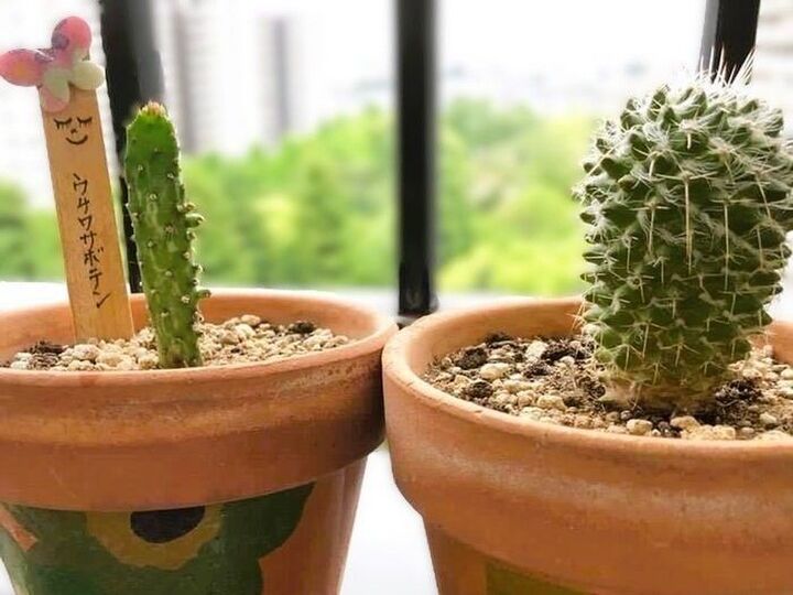 ダイソーで買った「うちわサボテン」、8年育てたら…こうなりました♡