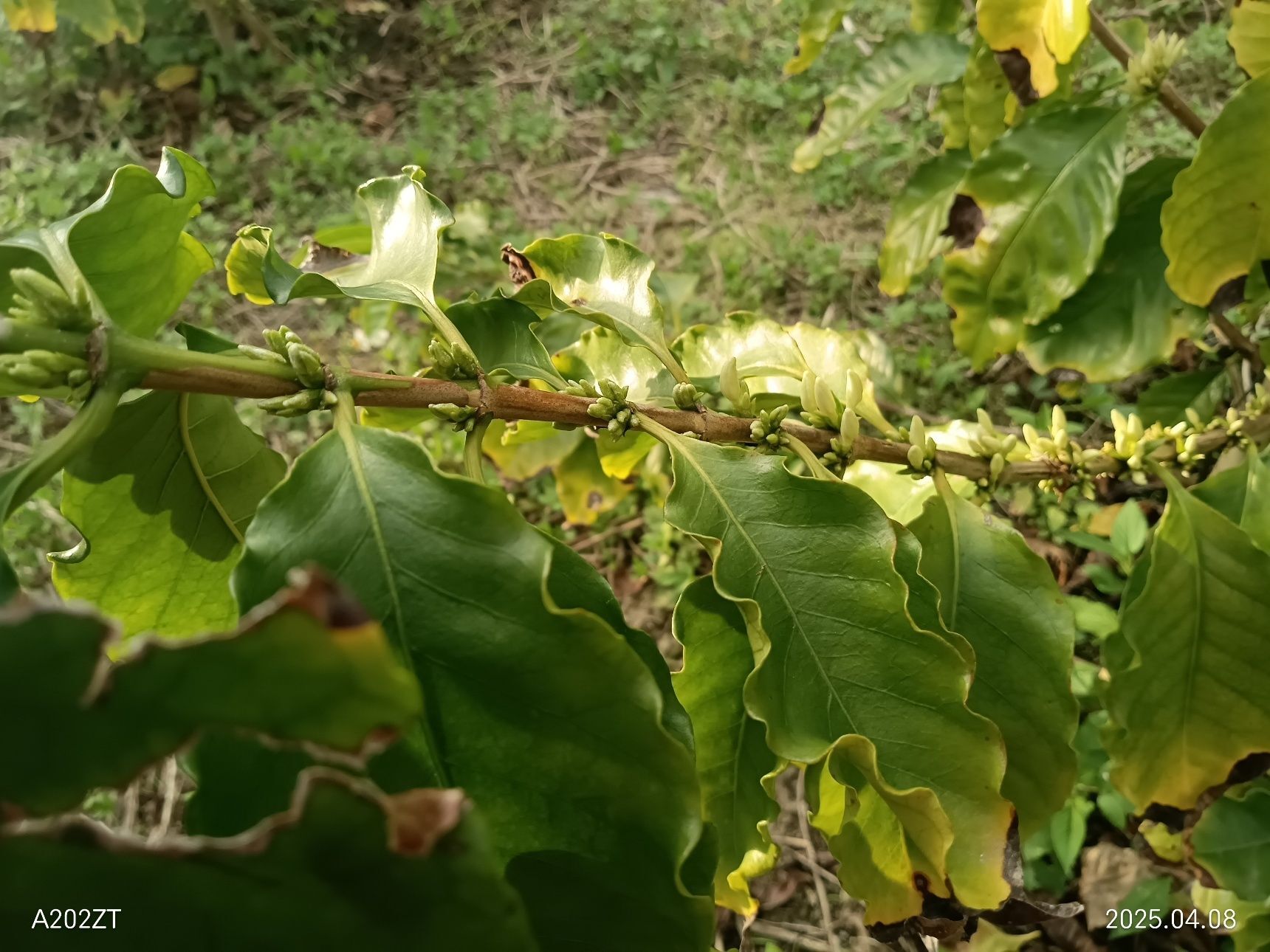 創意濃杯_coffeefarm
