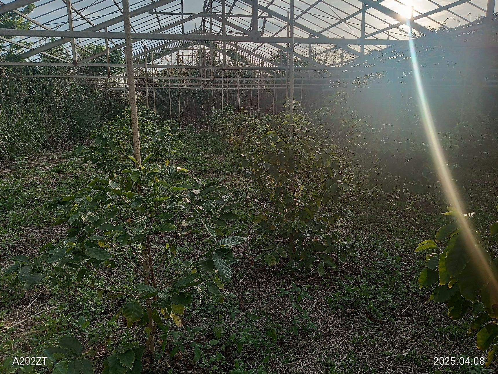 創意濃杯_coffeefarm