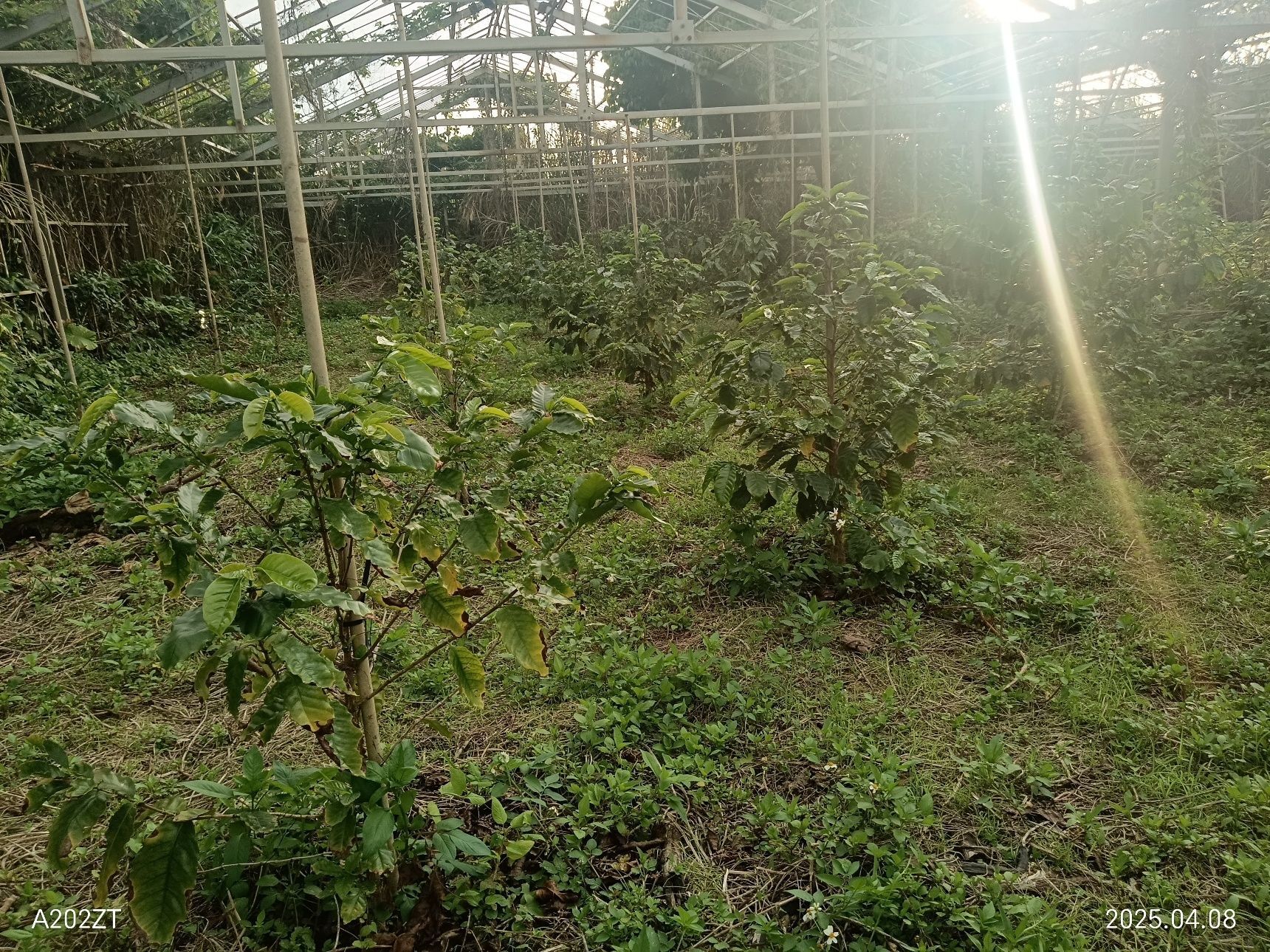創意濃杯_coffeefarm