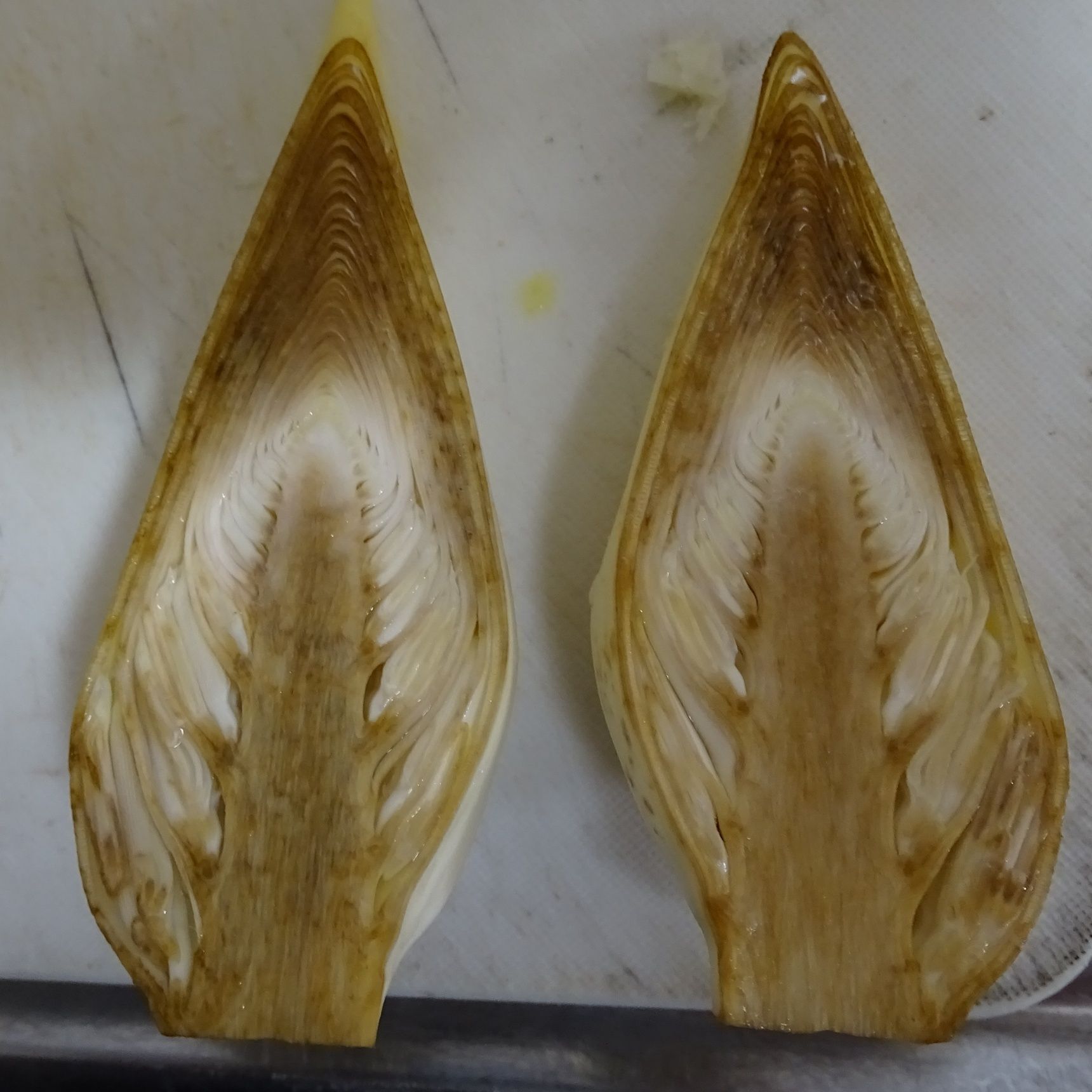 中心の部分はパコラへ