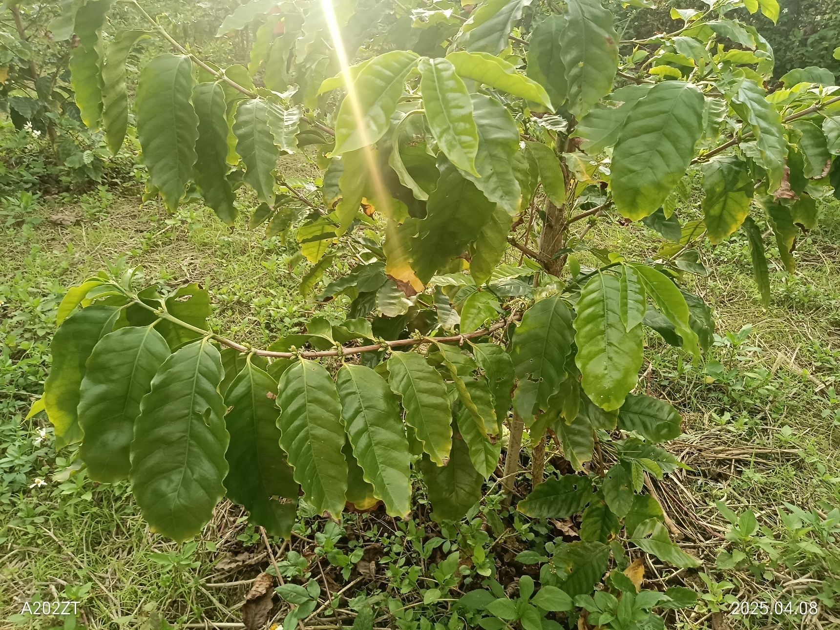 【琉球紀行 農園色々】「創意濃杯_coffee farm」「coach農園」