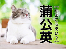 【蒲公英】なんて読む？「かまこうえい」ではありませんよ。すぐにわかったらスゴイ！｜難読漢字クイズ
