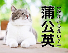 【蒲公英】なんて読む？「かまこうえい」ではありませんよ。すぐにわかったらスゴイ！｜難読漢字クイズ