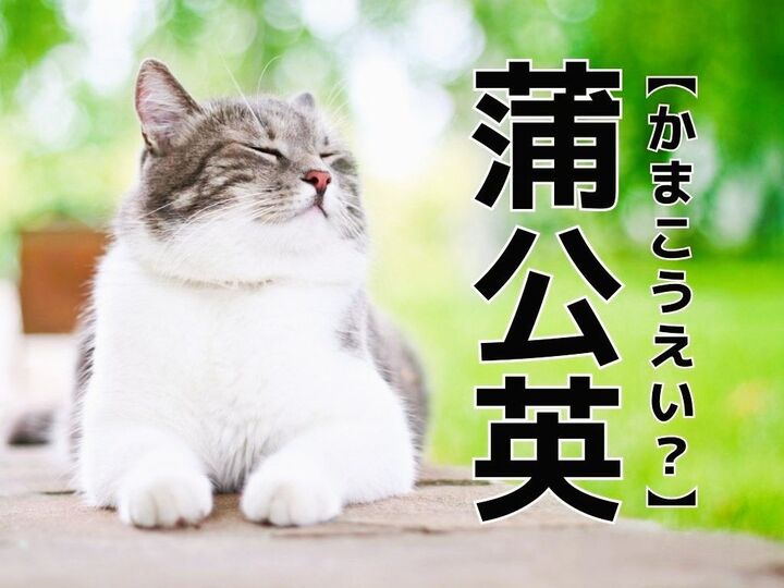 【蒲公英】なんて読む?「かまこうえい」ではありませんよ。すぐにわかったらスゴイ!|難読漢字クイズ