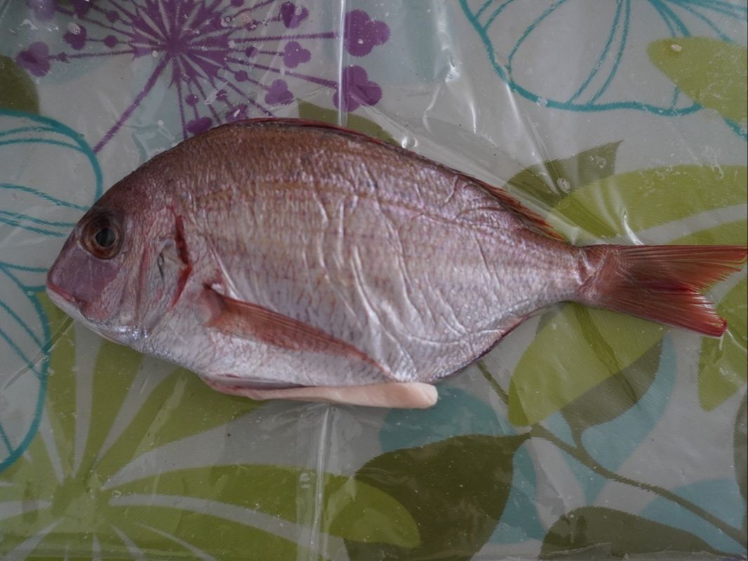 花鯛とはこんな魚！