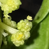 この花、ご存知ですか？野菜の花！直径3㎜ほどの小さな花が沢山集まってカリフラワーのよう！ほうれん草！
