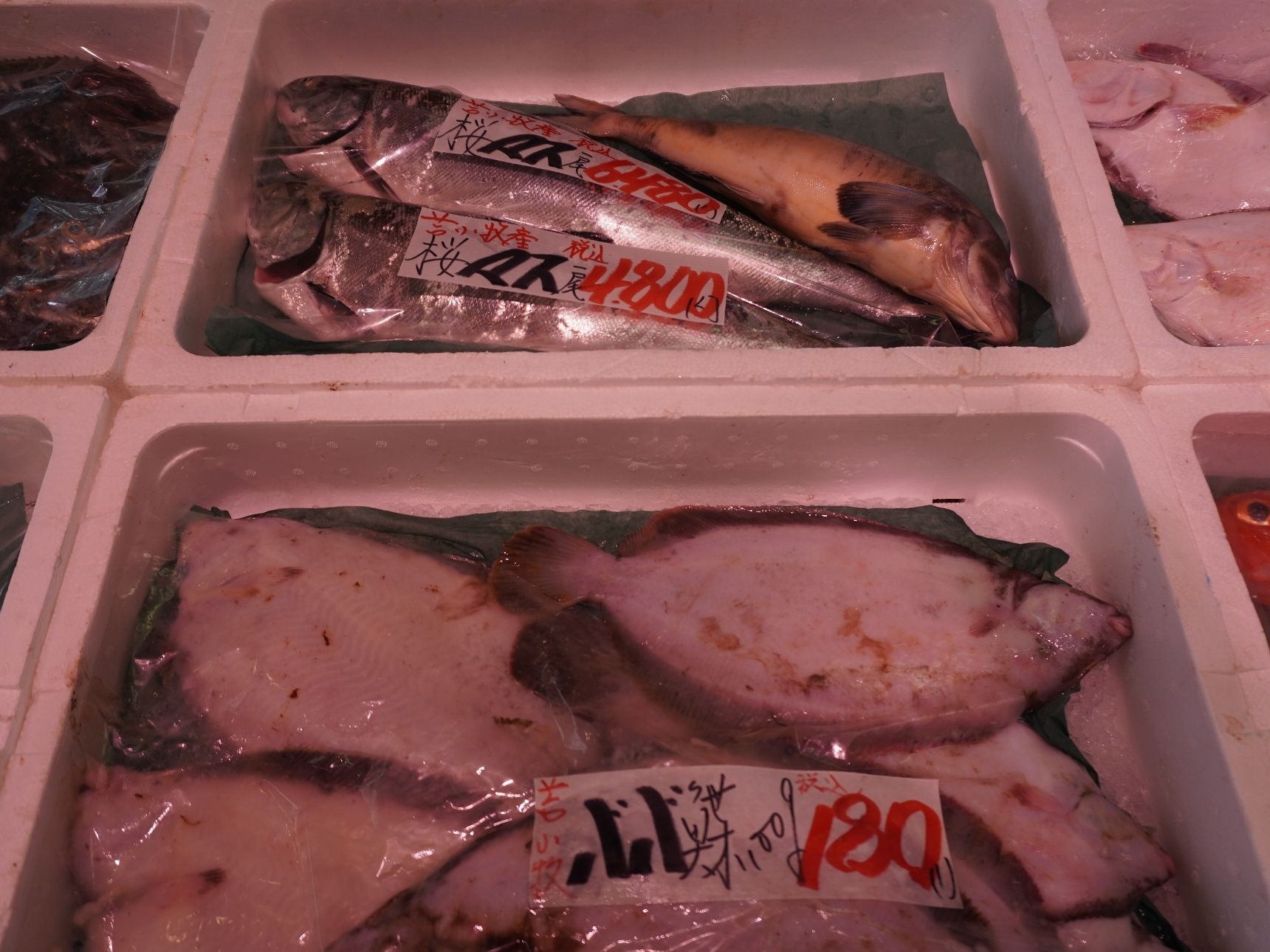 春の旬の魚、さくらますやババガレイ、ソウハチガレイも！