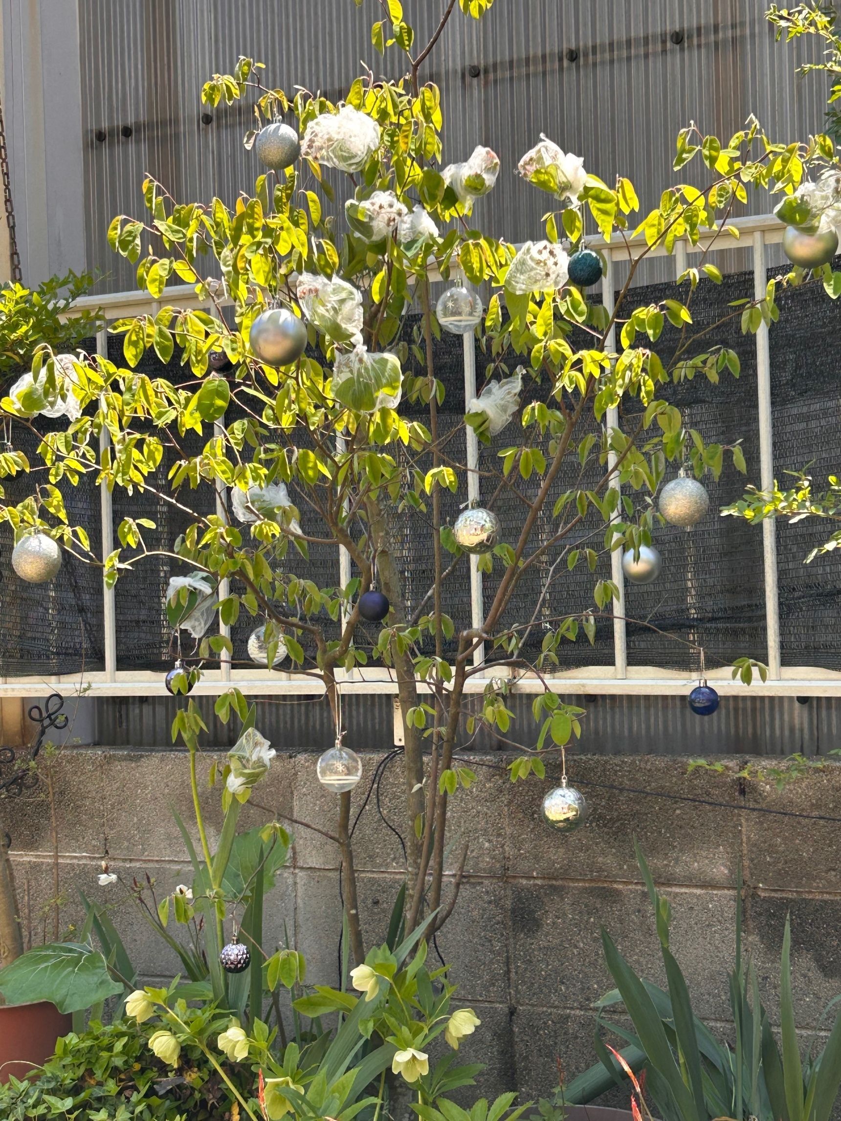 白い花が咲いたよう