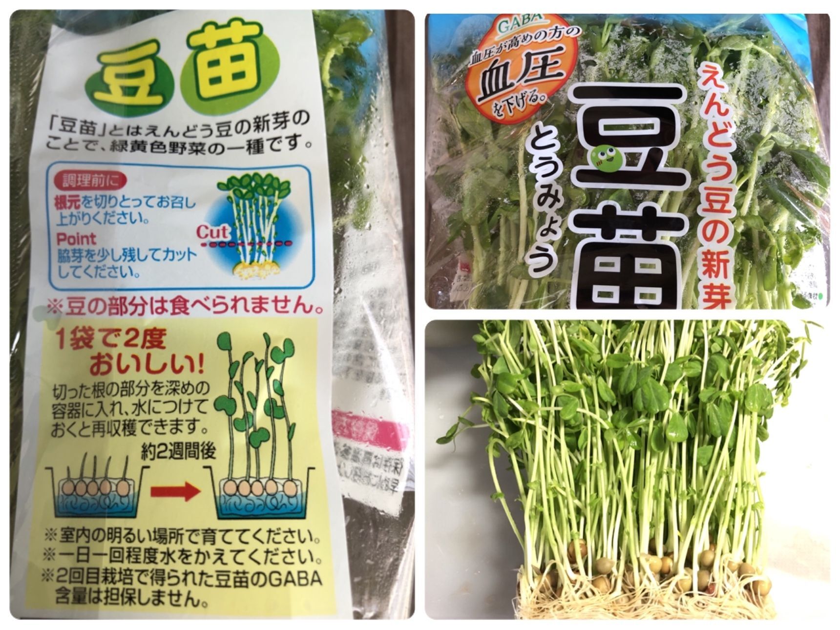 まずは豆苗です
