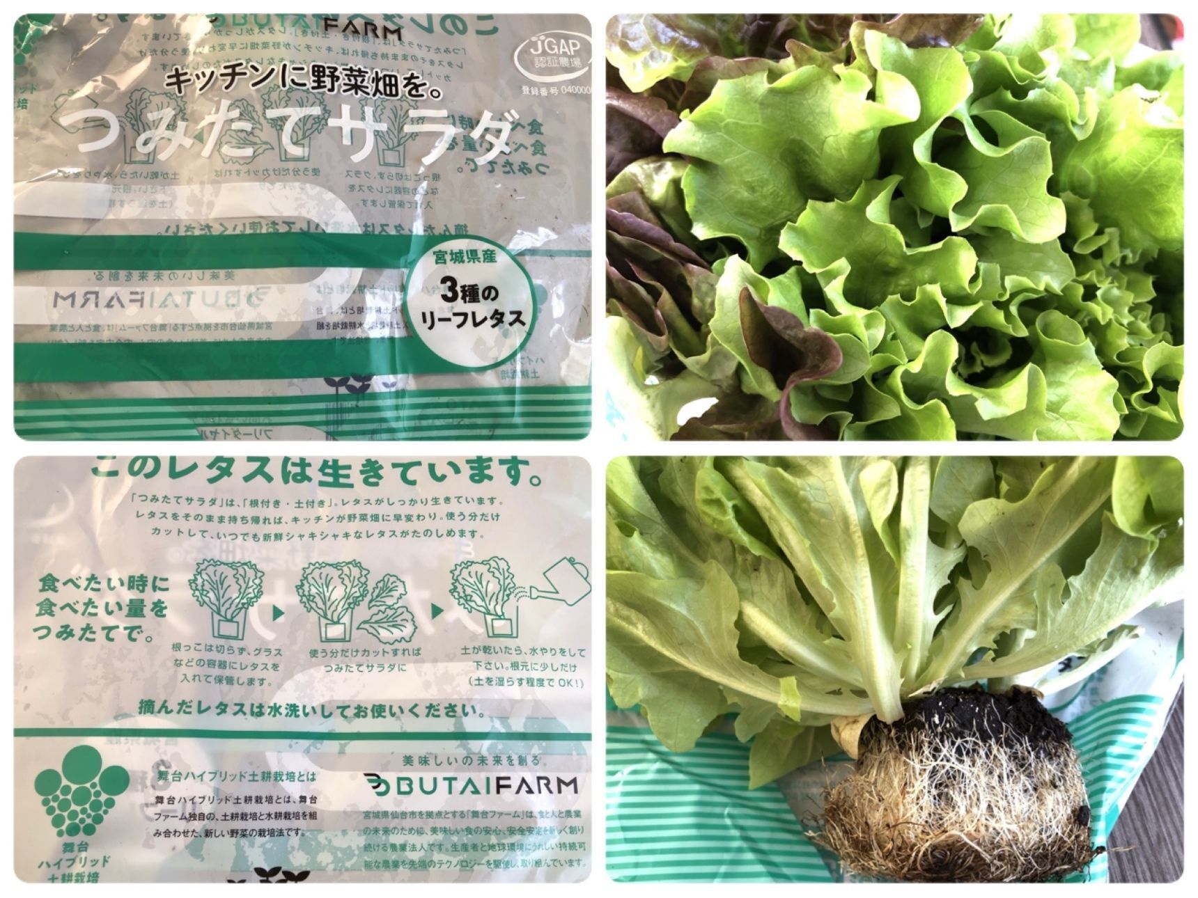 最後はレタスになります