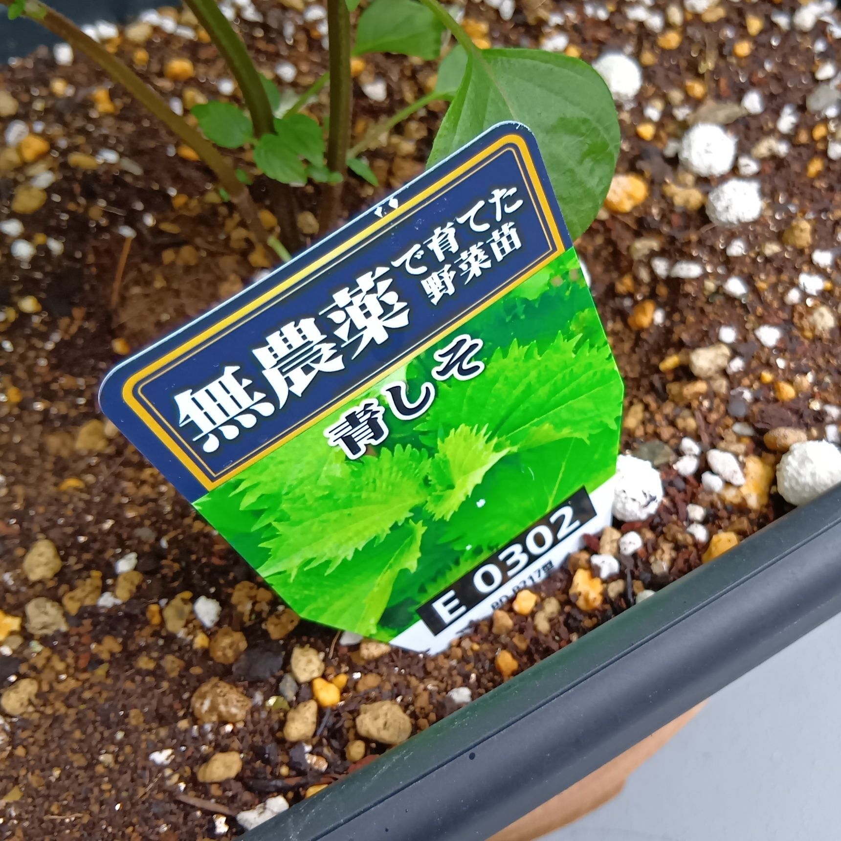 青しそ（大葉）の収穫方法のコツ