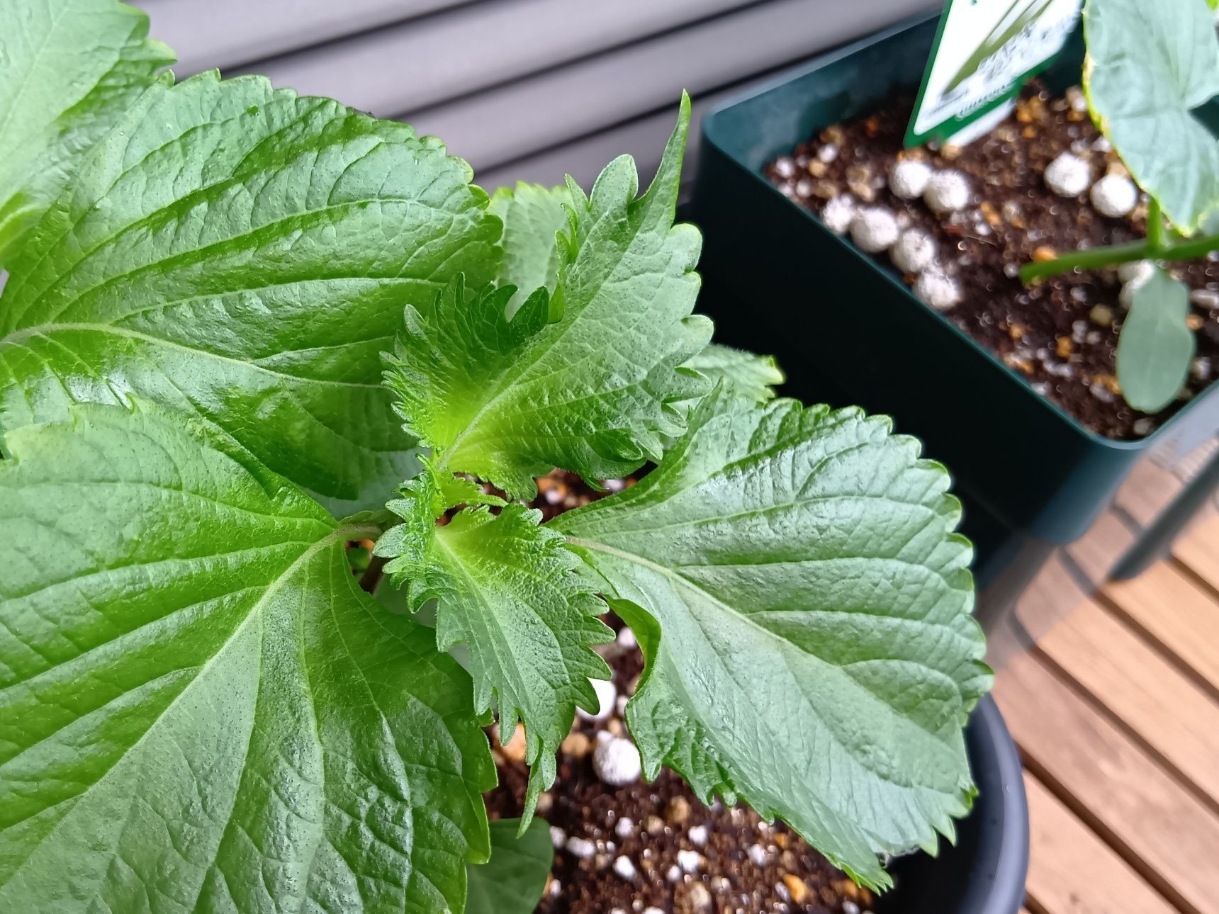 家庭菜園で美味しく収穫するつもりなら、花は咲かせない方が良い？