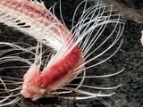 簡単！こんなに綺麗に小骨まで取れるイワシの手開き！即席イワシのごま漬け！
