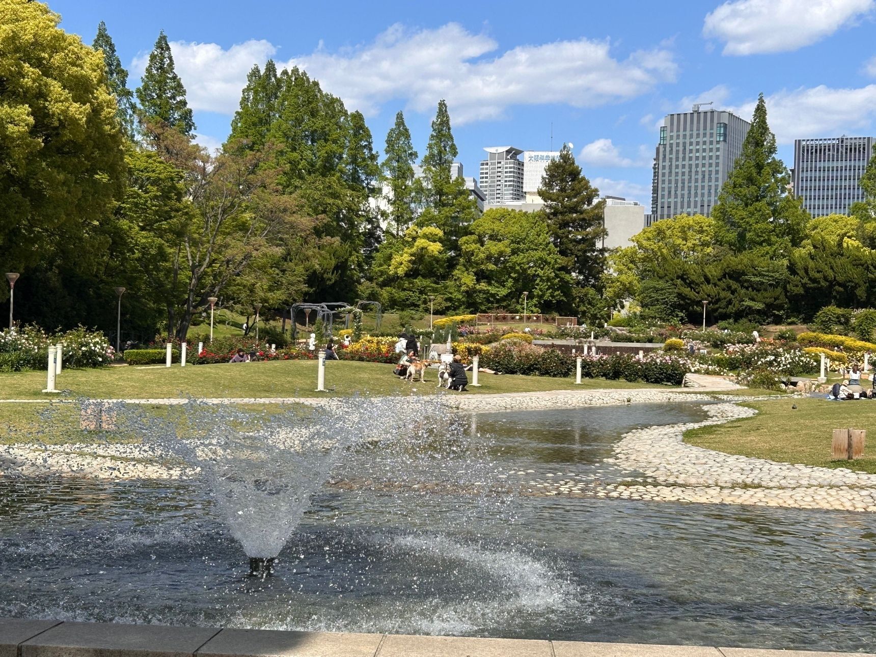 水のエリアから見たバラ園