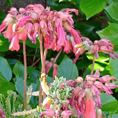 【5月の有毒雑草】お子様注意！不死鳥という名のつく雑草の繁殖がヤバい！