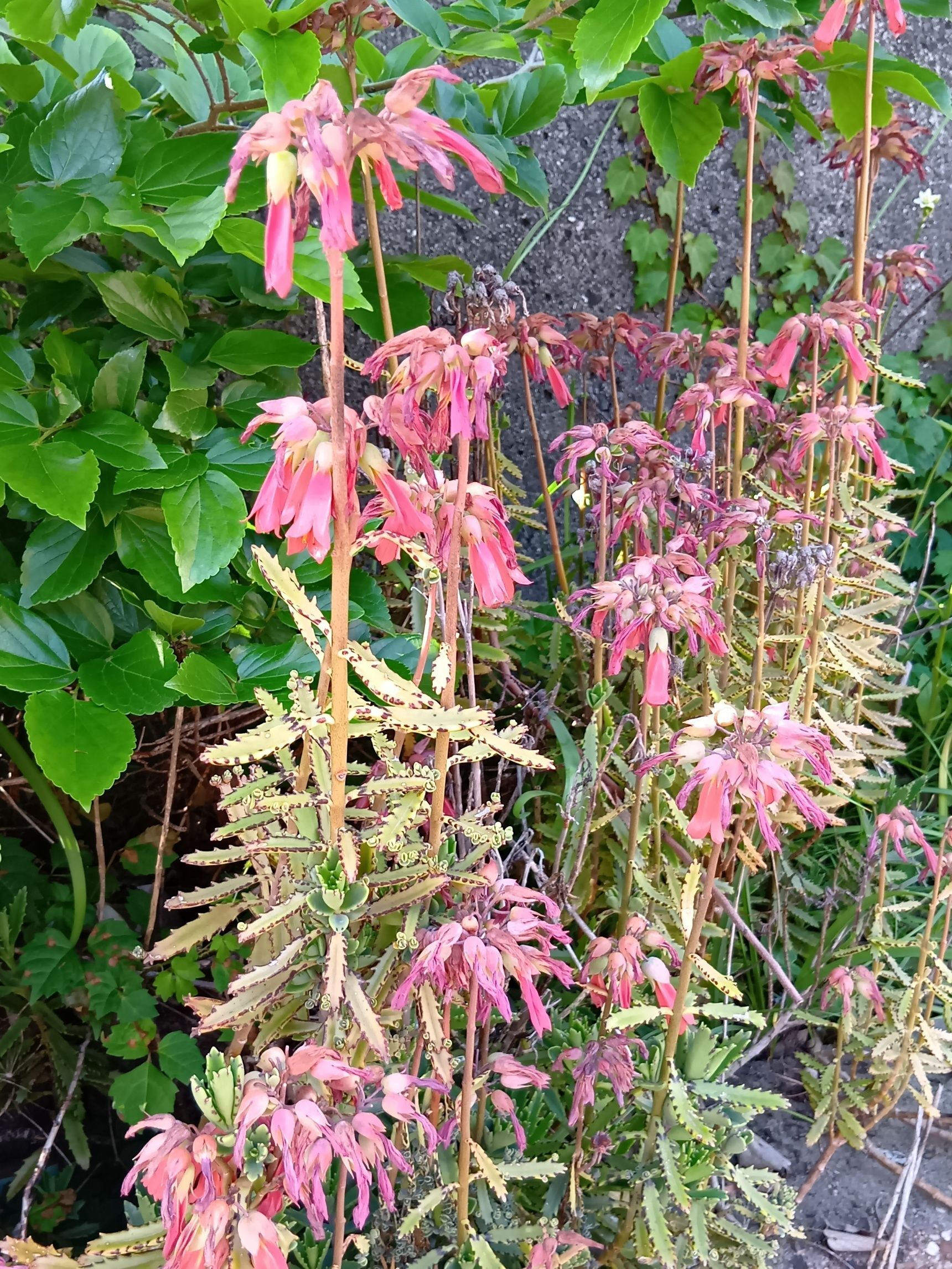 この植物は「フシチョウニシキ（不死鳥錦）」です。別名「ゴクラクチョウニシキ（極楽鳥錦）」