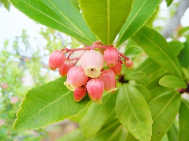 3. イチゴノキの害虫と病気対策