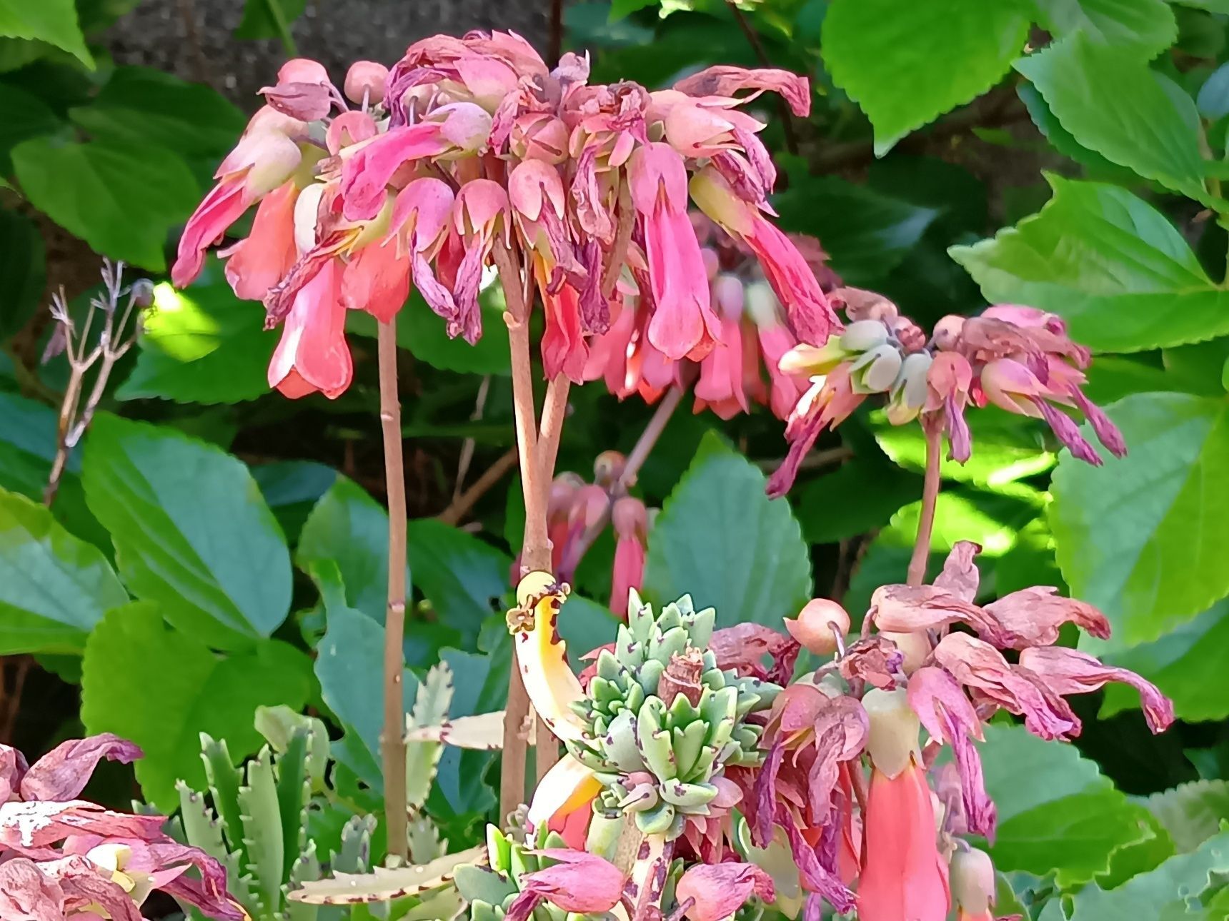 お花が枯れ始めた姿も怪獣みたいですね～！