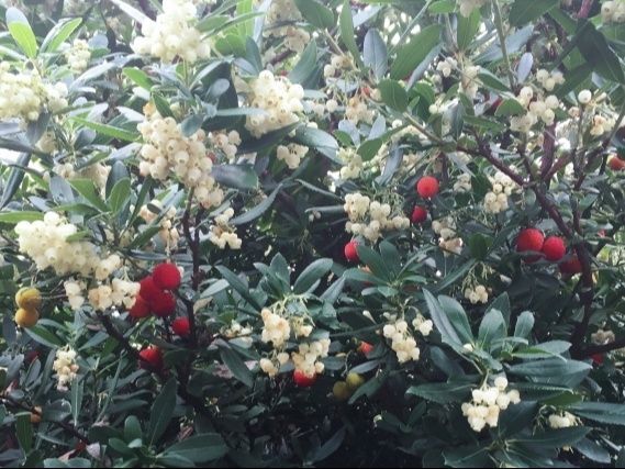 4. イチゴノキの花を楽しむポイントと開花期間