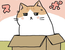 そこに箱があるから。【てらねこミー子の日常】