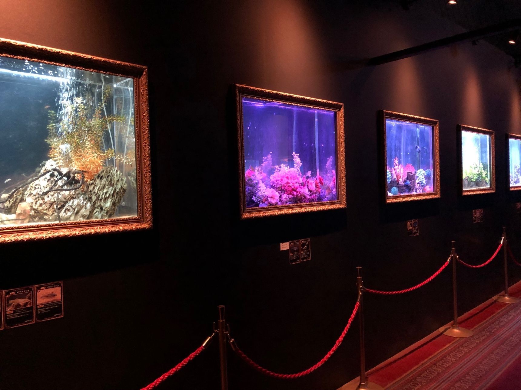 美術館のような展示の仕方も素敵