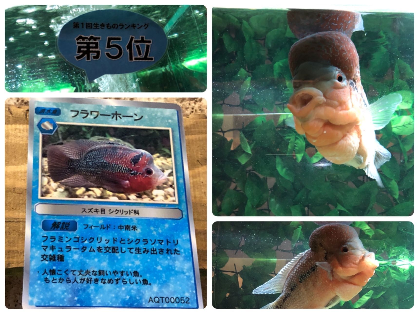 続いてフラワーホーンという魚
