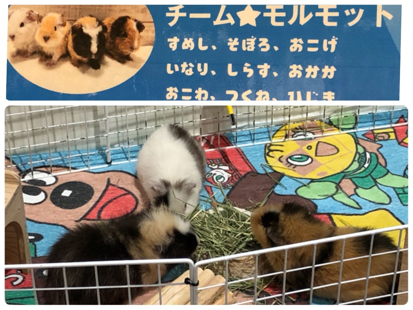 ランキング7位はチーム⭐︎モルモットでした