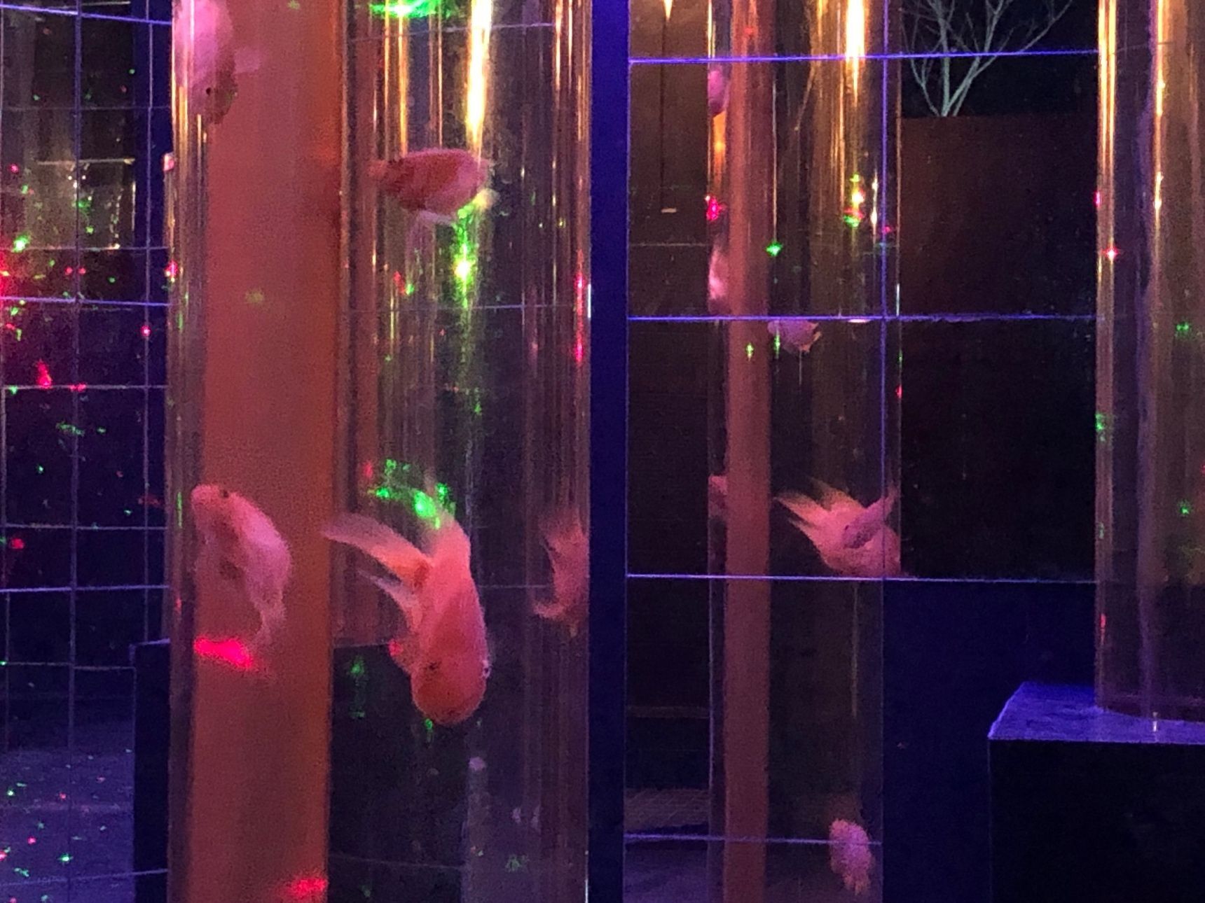 水と光と魚のコラボがとても美しい