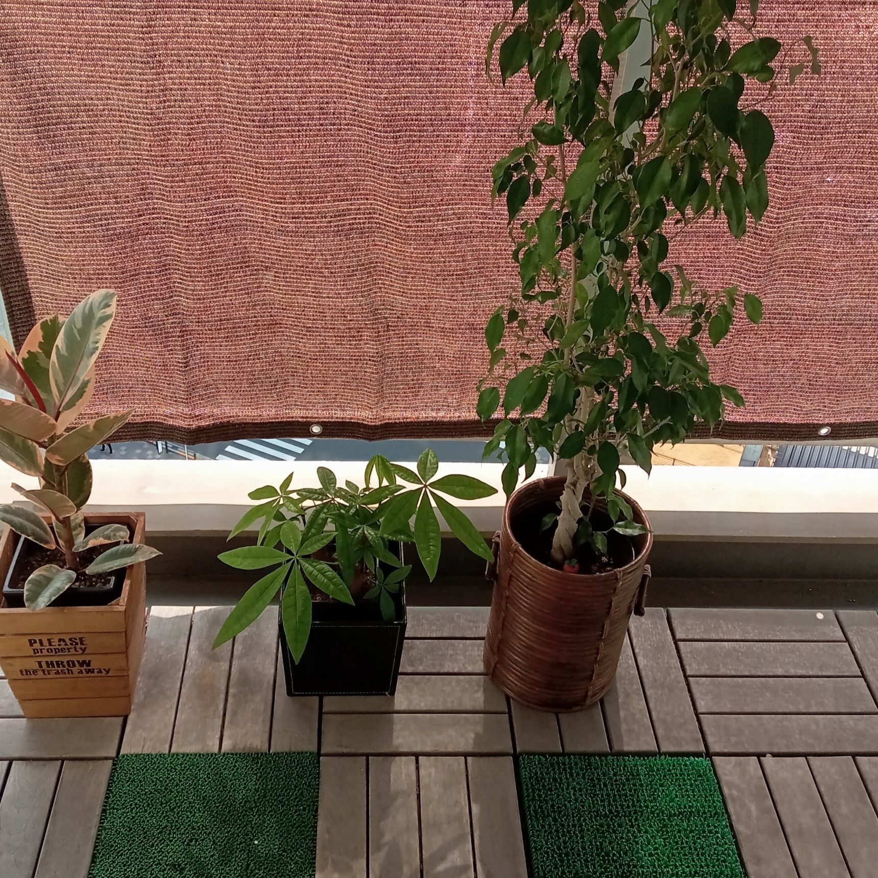 観葉植物も直射日光は避けて、スクスク育ちます