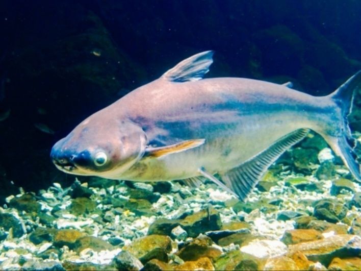 こんな魚だそうです！！
